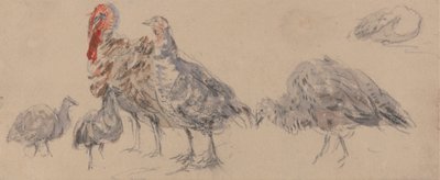 火鸡研究 作者 大卫·考克斯