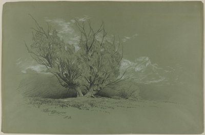 柳树 作者 戴维·约翰逊
