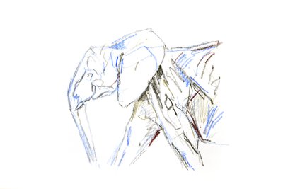 非洲象，2021 年（蜡笔在纸上） 作者 大卫·迈耶