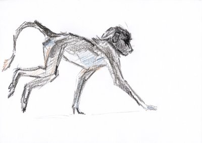 狒狒，2020 年（纸上蜡笔画） 作者 大卫·迈耶