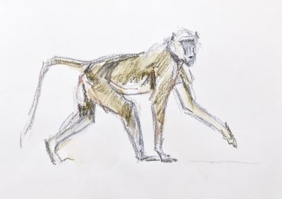 狒狒，2020 年（纸上水彩和蜡笔） 作者 大卫·迈耶