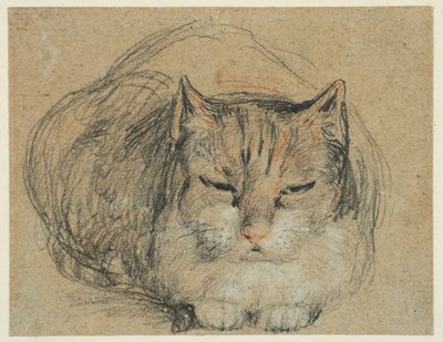 猫，研究“切手指”（正面），c.1809（黑色、红色和白色粉笔，直纹纸上的黑色和白色粉笔） 作者 大卫威尔基