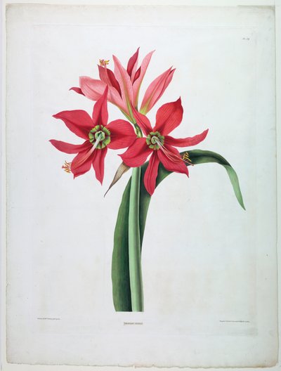 金盏花 作者 皮埃尔·约瑟夫·雷杜特 (Pierre Joseph Redouté)，法国佛兰芒语，1759 年至 1840 年
