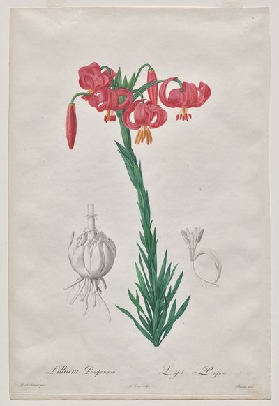 Lillium Pomponium（头巾百合），《Les Liliacées》第 7 版 作者 在皮埃尔·约瑟夫·雷杜特之后