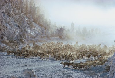 驯鹿、麋鹿、驯鹿或类似的动物群在白雪覆盖的冬季景观中，N... 作者 康格院长