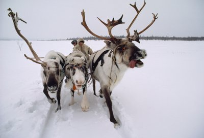 驯鹿拉着萨米人或拉普人的雪橇头在雪地里奔跑。在俄罗斯的洛沃泽罗附近，... 作者 康格院长