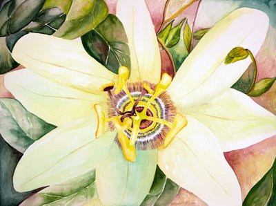 西番莲，2007 年（水彩画） 作者 黛博拉·伊芙·阿拉斯特拉