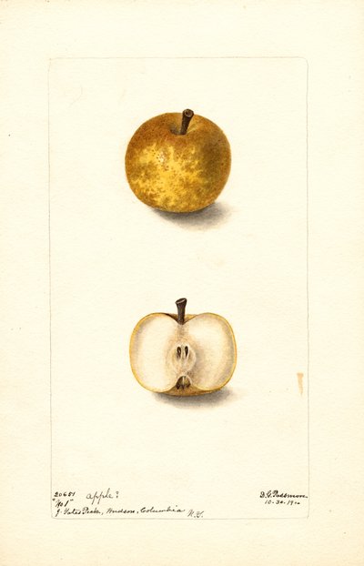 苹果（Malus domestica：No.1）（水彩画） 作者 黛博拉·格里斯科姆·帕斯莫尔