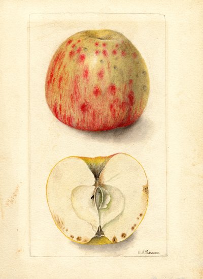 苦坑苹果（Malus domestica）（水彩画） 作者 黛博拉·格里斯科姆·帕斯莫尔
