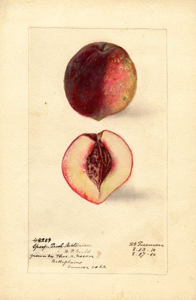 运动桃油桃（Prunus persica）（水彩画） 作者 黛博拉·格里斯科姆·帕斯莫尔