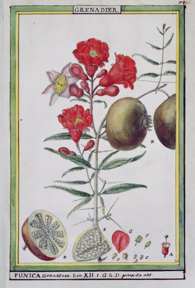 石榴树，来自佛罗里达州或托里德蔬菜的物理经济史，1789年 作者 德拉海