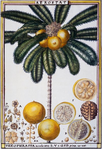 Aerostat（Theophrasta aculeata），Delahaye的水彩画，出自《热带地区植物物理经济史》（Florindie ou Histoire physico-economique des vegetaux de la Torride）。 作者 德拉哈耶德拉哈耶