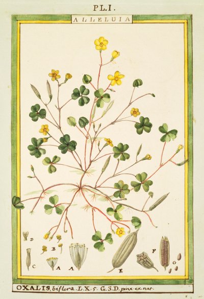 百慕大毛茛（Oxalis biflora或pes-caprae），Delahaye的水彩画。 作者 德拉哈耶德拉哈耶