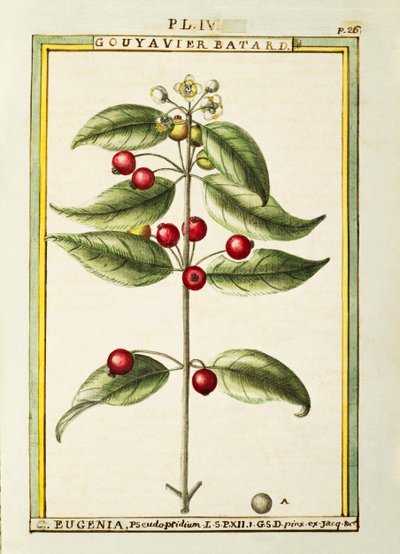 刷子樱桃（Eugenia pseudo-pridium），Delahaye的水彩画。 作者 德拉哈耶德拉哈耶