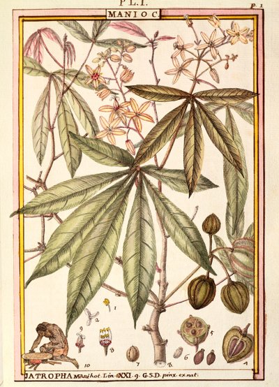 木薯（Jatropha manihot），Delahaye创作，水彩画 作者 德拉哈耶德拉哈耶