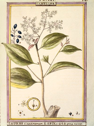 肉桂（Laurus cinnamomum），Delahaye的水彩画 作者 德拉哈耶德拉哈耶