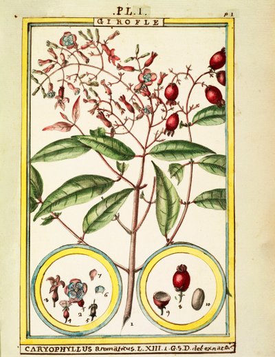 丁香（Caryophyllus Aromaticus），Delahaye的水彩画 作者 德拉哈耶德拉哈耶