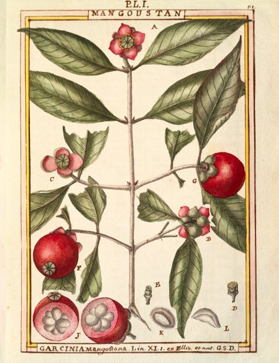 山竹（Garcinia mangostana），Delahaye的水彩画 作者 德拉哈耶德拉哈耶