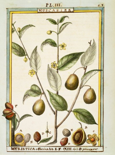 肉豆蔻（Myristica fragrans or officinalis），Delahaye的水彩画。 作者 德拉哈耶德拉哈耶