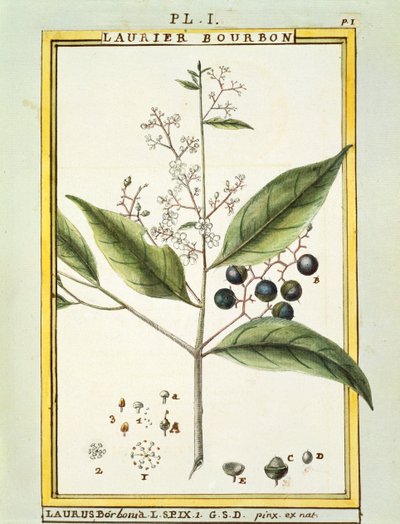 红海湾树（Laurus borbonia或Persea carolinensis），Delahaye的水彩画 作者 德拉哈耶德拉哈耶
