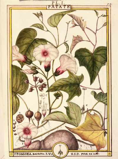 红薯（Ipomea batatas），Delahaye创作，水彩画 作者 Delahaye Delahaye