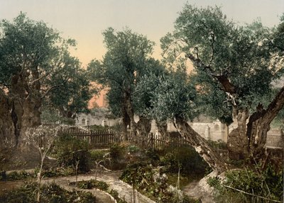 客西马尼花园，耶路撒冷，圣地，约 1890-1900 年（感光照片印刷品） 作者 底特律摄影公司
