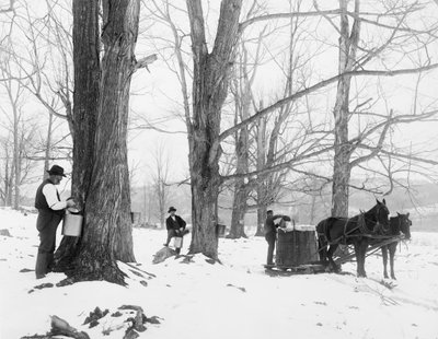 Gathering sap in a Vermont maple sugar camp 作者 底特律出版公司