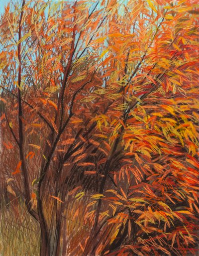 红柳 1a，2021 年（纸上粉彩画） 作者 戴安娜·扬斯