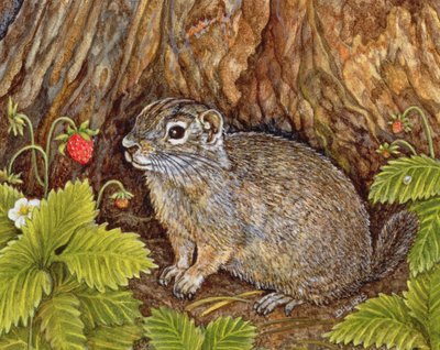 Eagle Creek，Wild Strawberry，Ground Squirrel，1995（面板上的丙烯酸树脂） 作者 迪兹