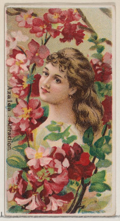 杜鹃花：吸引力，来自《花之美和花之语》系列的N75，为杜克...，1892年。 作者 唐纳森兄弟