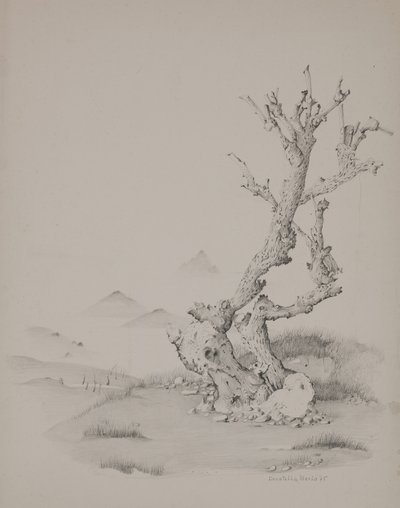 后备箱 作者 多纳泰拉·梅洛
