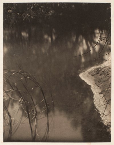 研究水中倒映的树木，约 1925-34 年（铂金版画） 作者 多丽丝·乌尔曼（Doris Ulmann）