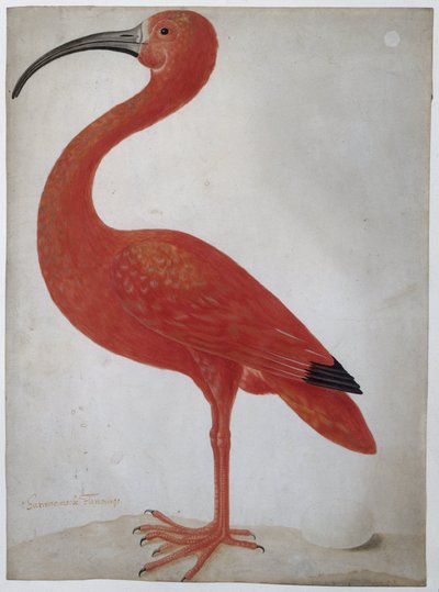 带蛋的绯红鹮
绯红鹮 作者 Maria Sibylla Merian（拒绝归属）