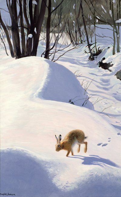 雪中野兔 作者 道格拉斯·安德森