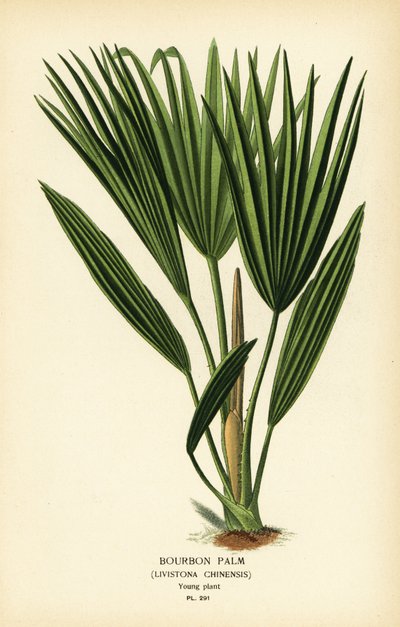 波旁棕榈或中国扇形棕榈，Livistona chinensis。 彩色平版印刷，出自 Desire Bois 的插图，出自爱德华·斯特普 (Edward Step) 最喜欢的花园和温室花卉，弗雷德里克·沃恩 (Frederick Warne)，伦敦 作者 Desire Georges Jean Marie Bois