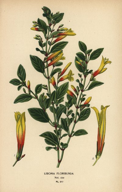 巴西紫红色，Justicia floribunda (Libonia floribunda)。 彩色平版印刷，出自 Desire Bois 的插图，出自爱德华·斯特普 (Edward Step) 最喜欢的花园和温室花卉，弗雷德里克·沃恩 (Frederick Warne)，伦敦 作者 Desire Georges Jean Marie Bois