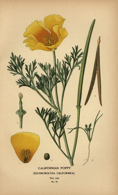 加州罂粟，Eschscholzia californica 作者 Desire Georges Jean Marie Bois