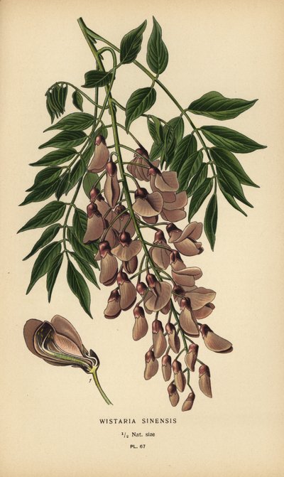 中国紫藤，Wisteria sinensis。 作者 Desire Georges Jean Marie Bois