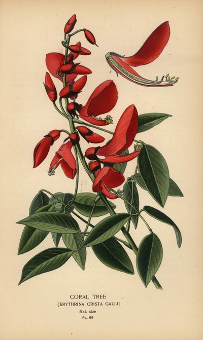 珊瑚树，Erythrina crista-galli。 作者 Desire Georges Jean Marie Bois