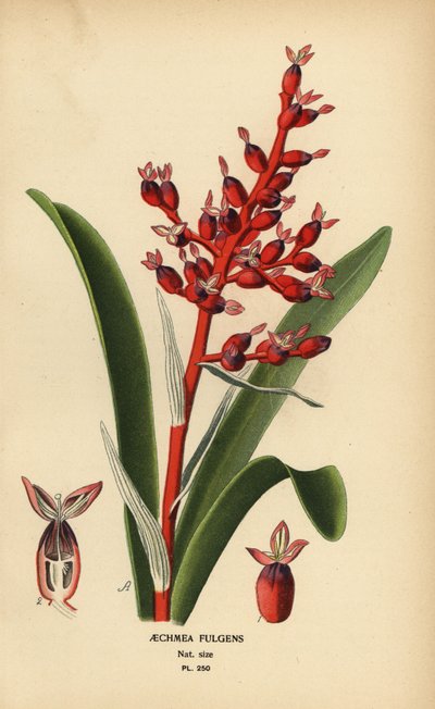 珊瑚果，Aechmea fulgens。根据 Desire Bois 的插图绘制的铬版画，选自 Edward Step 的《花园和温室中最受欢迎的花》，伦敦 Frederick Warne 出版社。 作者 Desire Georges Jean Marie Bois
