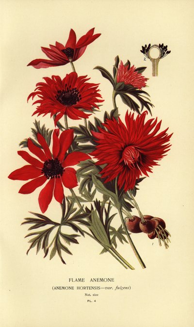 火焰海葵（Anemone hortensis）。 作者 Desire Georges Jean Marie Bois