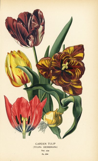 花园郁金香，Tulipa gesneriana。根据 Desire Bois 的插图绘制的铬版画，选自 Edward Step 的《花园和温室中最受欢迎的花》，Frederick Warne 出版社，伦敦 作者 Desire Georges Jean Marie Bois