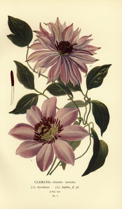 铁线莲的花园品种 作者 Désiré Georges Jean Marie Bois