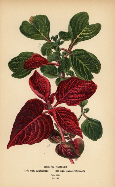 赫布斯特血叶品种，Iresine Herbstii a) var. acuminata，b）变种。 aureo-reticulata。 彩色平版印刷，出自 Desire Bois 的插图，出自爱德华·斯特普 (Edward Step) 最喜欢的花园和温室花卉，弗雷德里克·沃恩 (Frederick Warne)，伦敦 作者 Desire Georges Jean Marie Bois