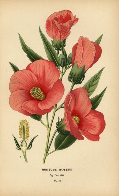 芙蓉蔷薇 作者 Desire Georges Jean Marie Bois