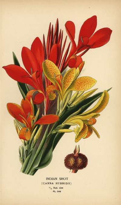 印度射干，Canna indica 杂交品种。根据 Desire Bois 的插图绘制的色石版画，选自 Edward Step 的《花园和温室中最受欢迎的花》，Frederick Warne 出版社，伦敦 作者 Desire Georges Jean Marie Bois