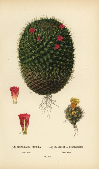 Mammillaria prolifera 和 Mammillaria rhodantha。 作者 Desire Georges Jean Marie Bois