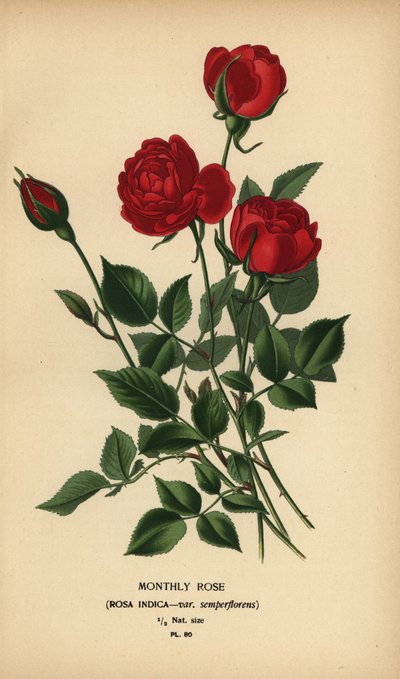 月季，Rosa chinensis var. 作者 Desire Georges Jean Marie Bois