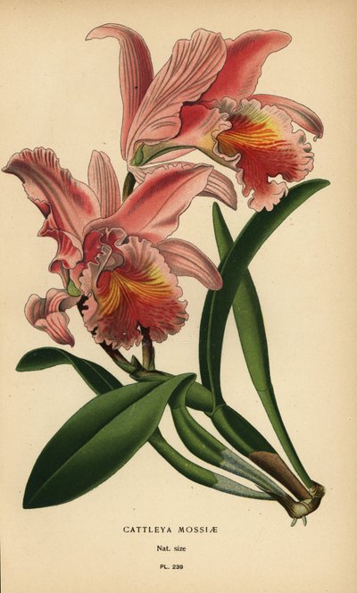 苔兰花或复活节兰花，Cattleya mossiae。根据 Desire Bois 的插图绘制的变色版画，选自 Edward Step 的《花园和温室中最受欢迎的花》，弗雷德里克-沃恩，伦敦 作者 Desire Georges Jean Marie Bois
