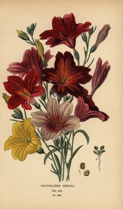画舌头或天鹅绒喇叭花，Salpiglosssis sinuata。 作者 Desire Georges Jean Marie Bois